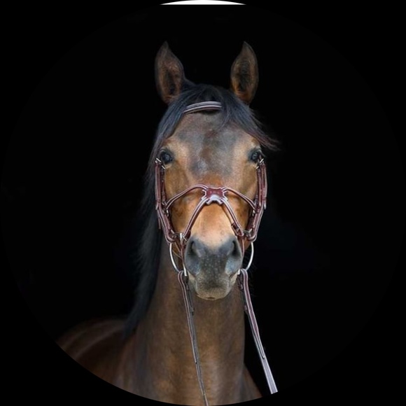 horsevet